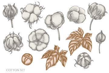 Vector set of hand drawn pastel cotton
