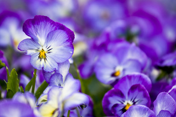 Floral natural pattern representing a flowerbed of purple and lilac pansy in bloom