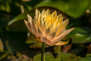 Peach colored waterlily in a pond