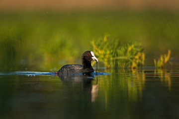  eurasian coot, fulica atra,common coot