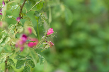 Pink Rose with buds. Blooming wild rose on branches closeup. The background is blurred. Backgroun. Copy space
