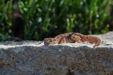 Close up cute small Even-fingered gecko genus Alsophylax on stone