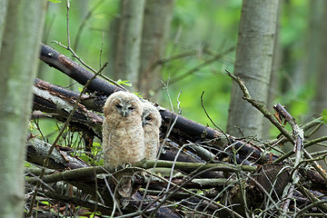  tawny owl, brown owl, strix aluco, bohemia forest