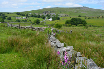 English summer landscape in Dartmoor National Park, green hills and drystone wall with digitalis purpurea © Josie Elias