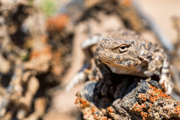 Close portrait of Phrynocephalus helioscopus agama in nature