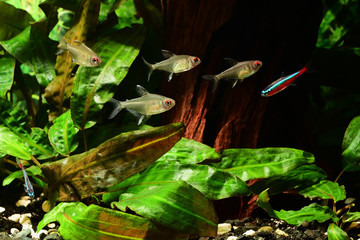 Lemon tetra fish in aquarium.