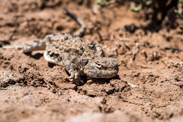 Close portrait of Phrynocephalus helioscopus agama in nature