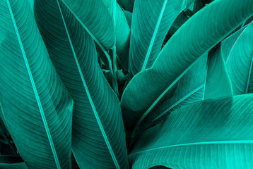 Tropical green leaf texture, Green leaves background nature dark green backdrop, Concept nature and...