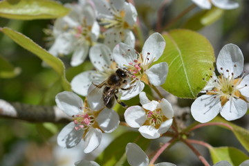 Honey bee collecting pollen from blossom on a pear tree