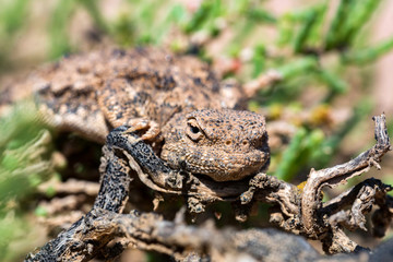 Close portrait of Phrynocephalus helioscopus agama in nature