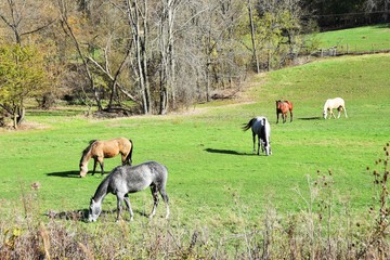 Fototapeta premium Five Horses Grazing