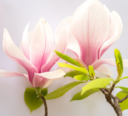 close up of magnolia flowers