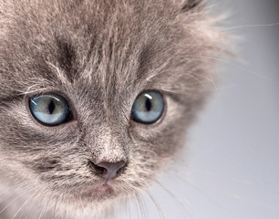 Fototapeta premium Portrait of a gray small kitten close-up