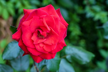 Red rose in the garden close up