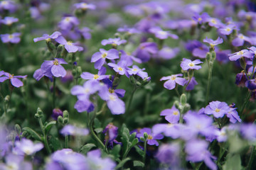 purple flowers of lobelia
