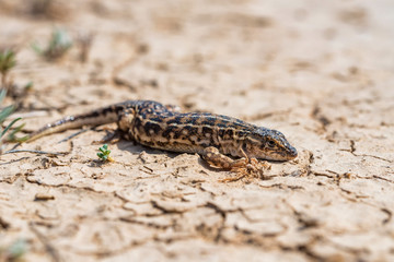 Steppe Runner Lizard or Eremias arguta on dry ground close