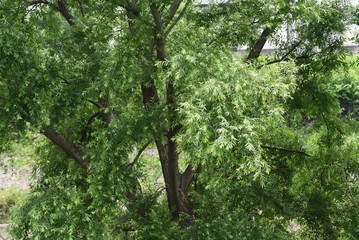 Willow early summer fresh green