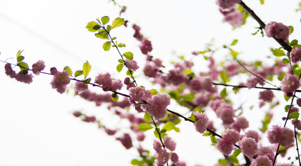 Prunus triloba on a tree branch