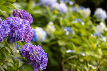 あじさい　飛鳥山公園　東京都北区