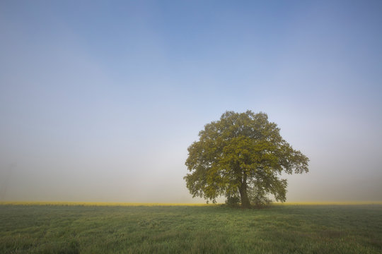 Germany, Brandenburg, single oak tree at morning mist