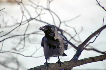 Hooded crow sitting on a tree branch in the park