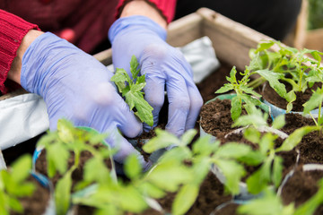 Naklejka premium Farmer planting young seedlings of tomatoes
