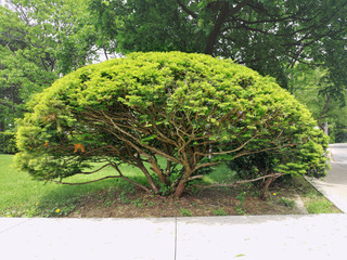 Large wide-branched yew bush tree with brown large massive trunk body and wide branches  in summer park outside outdoors.