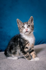 Kitten sitting on a sofa