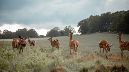 Herd of deer in a medow