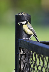 Great tit with food in its beak standing on a black fence.