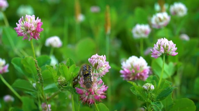 A fluffy black caterpillar with yellow stripes on its back crawls over pink clover flowers on a Sunny day in a meadow.