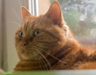 Cute red ginger cat laying next to a window and looking at the room © Jakub