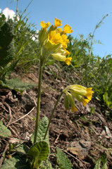 Primula veris; Cowslips on the valley floor near Flums, Swiss Alps