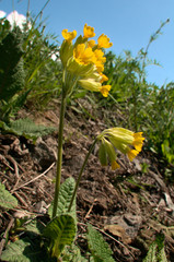 Primula veris; Cowslips on the valley floor near Flums, Swiss Alps