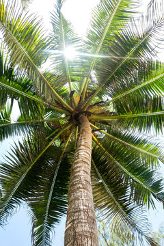 Seychelles, palm tree seen from below