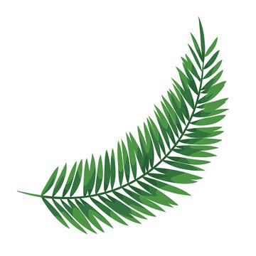 exotic leaf palm tropical icon