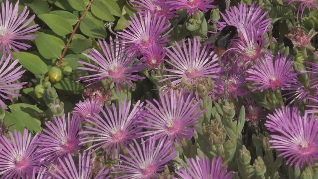 Un bourdon butine des fleurs de pourpier vivace