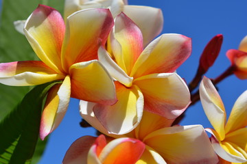 Frangipani flowers against blue sky