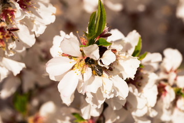 blooming peach trees in spring