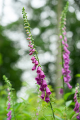 Foxgloves in British Woodland