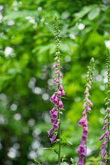 Foxgloves in British Woodland