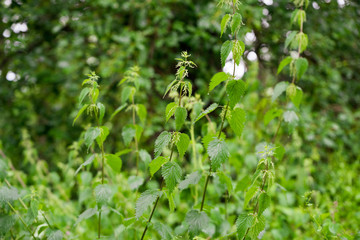 Stinging Nettles in British Woodland