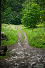 Path in Rainy British Woodland