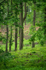 Rainy British Woodland
