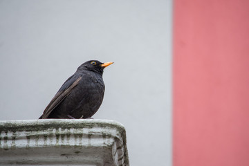 Blackbird guarding over a terrace