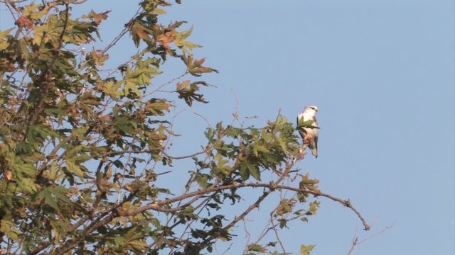 Black winged kite on a branch in hula valley Israel