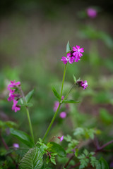 Pink Flowers in British Woodland
