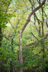 Tree Branches in British Woodland