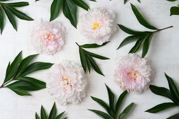 Beautiful pink and white peony flowers on white wooden table top view. Flat lay.