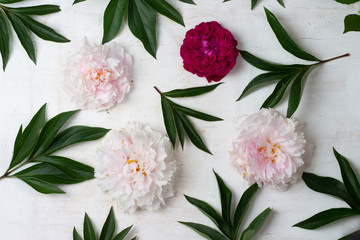 Beautiful pink and white peony flowers on white wooden table top view. Flat lay.